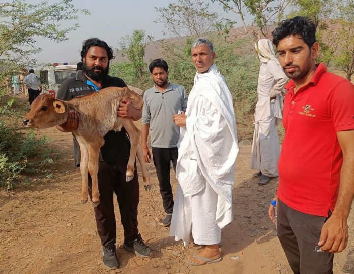 15 Cows Saved From The Clutches Of Butchers