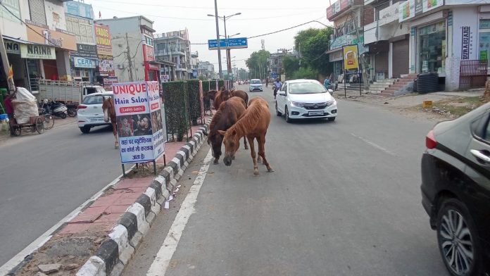 Roads of Kaithal + Stray Animals = Death