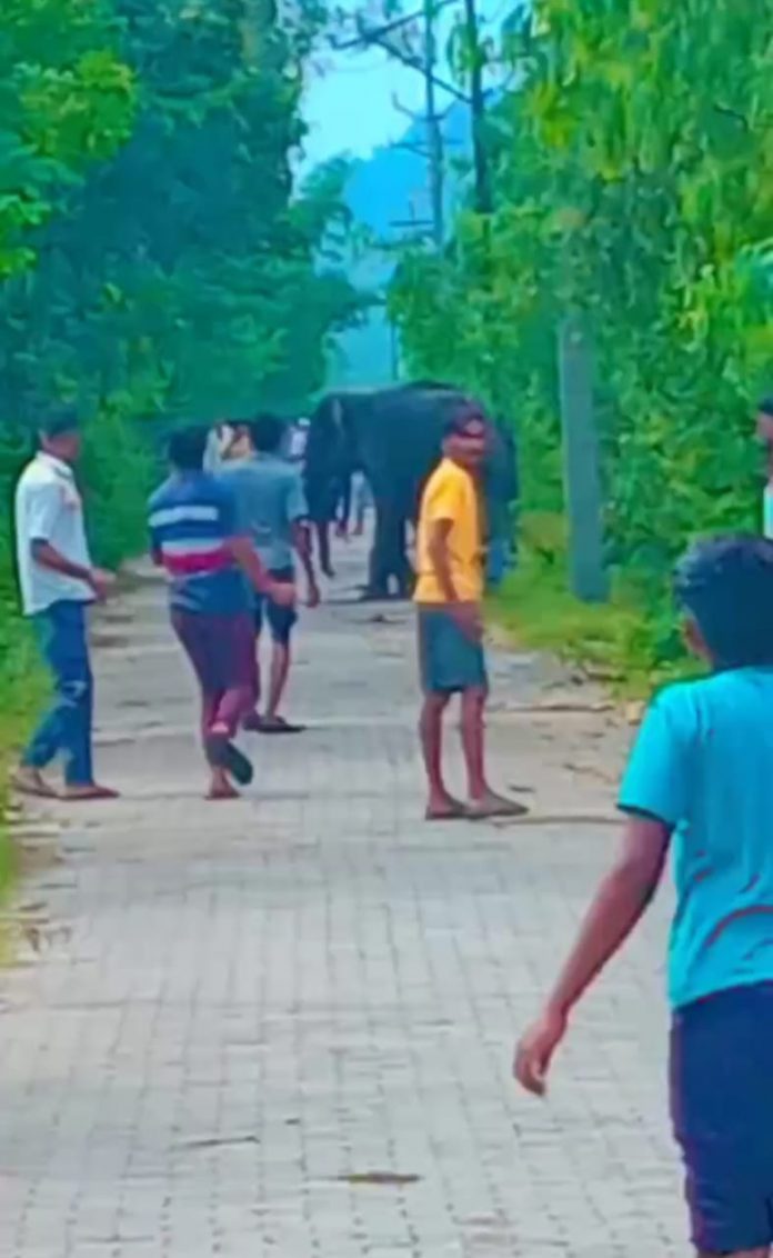 Wild elephant entered Kalesar village after leaving the National Park