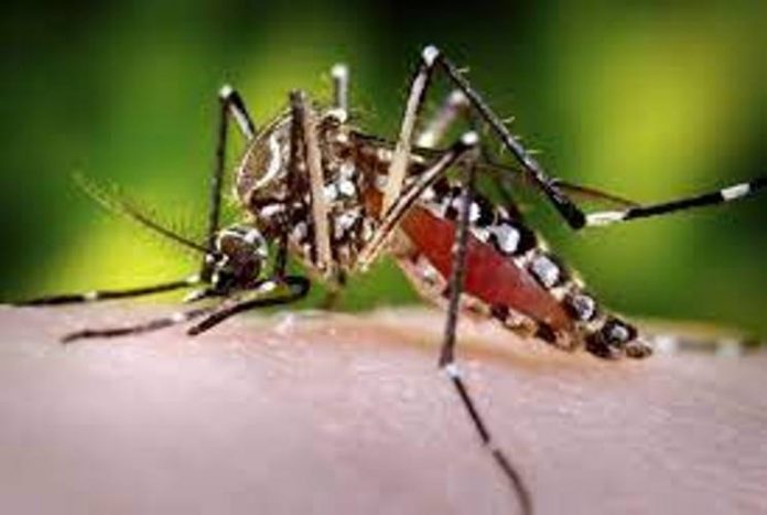 Panipat News/Administration and health department alert to prevent dengue