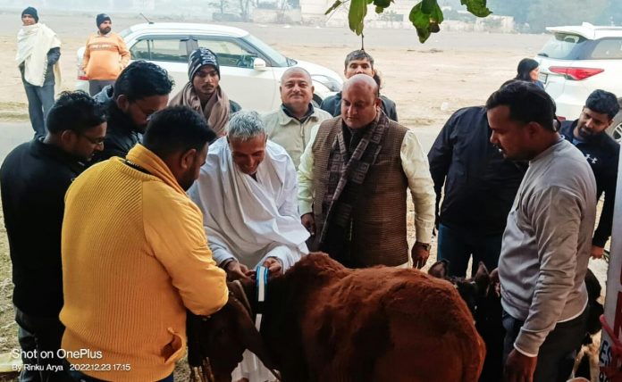 Panipat News/Cows and dogs were worn reflective radium belts to avoid accidents