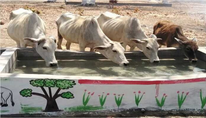 Panipat News/Special Care of Cattle in The Summer Season: DC