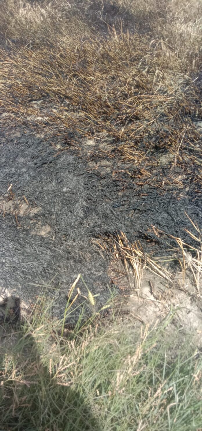 Panipat News/Farmers' 9.5 acres of wheat crop scorched due to fire in Panipat