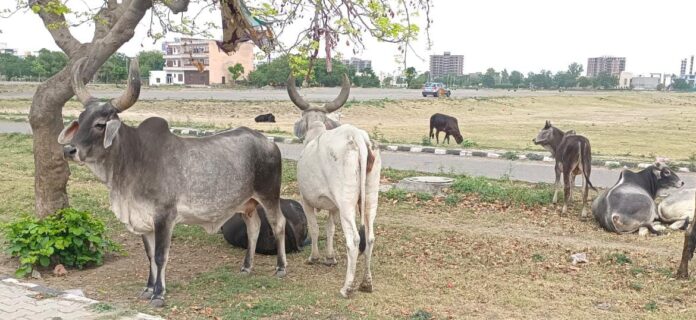 Panipat News/Solution to The Problem of Destitute Cattle