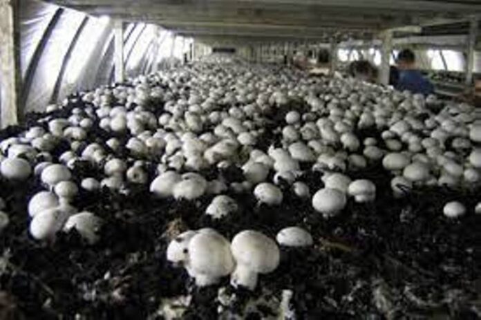 Panipat News/mushroom production