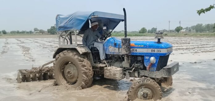 Panipat News-Transplantation of Paddy