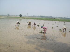 Panipat News-Transplantation of Paddy