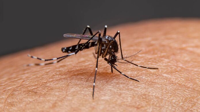 Mosquito bites cause fatal diseases like dengue-chikungunya and malaria.