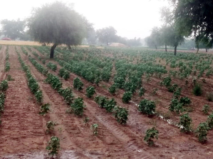 Drizzle brought coolness in the weather, common people got relief from scorching heat and humidity