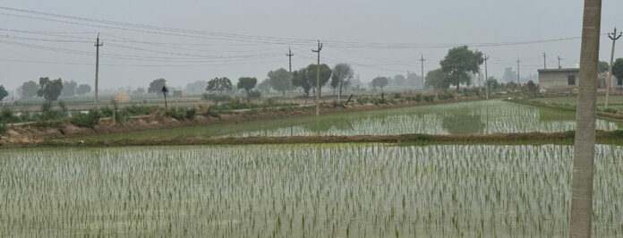 Jind News : कपास की बिजाई से हुआ किसानों का मोह भंग