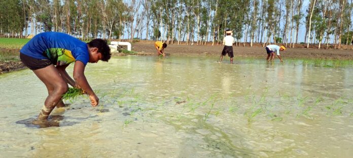 Farmers doing direct sowing of paddy will get incentive amount of Rs. 4000