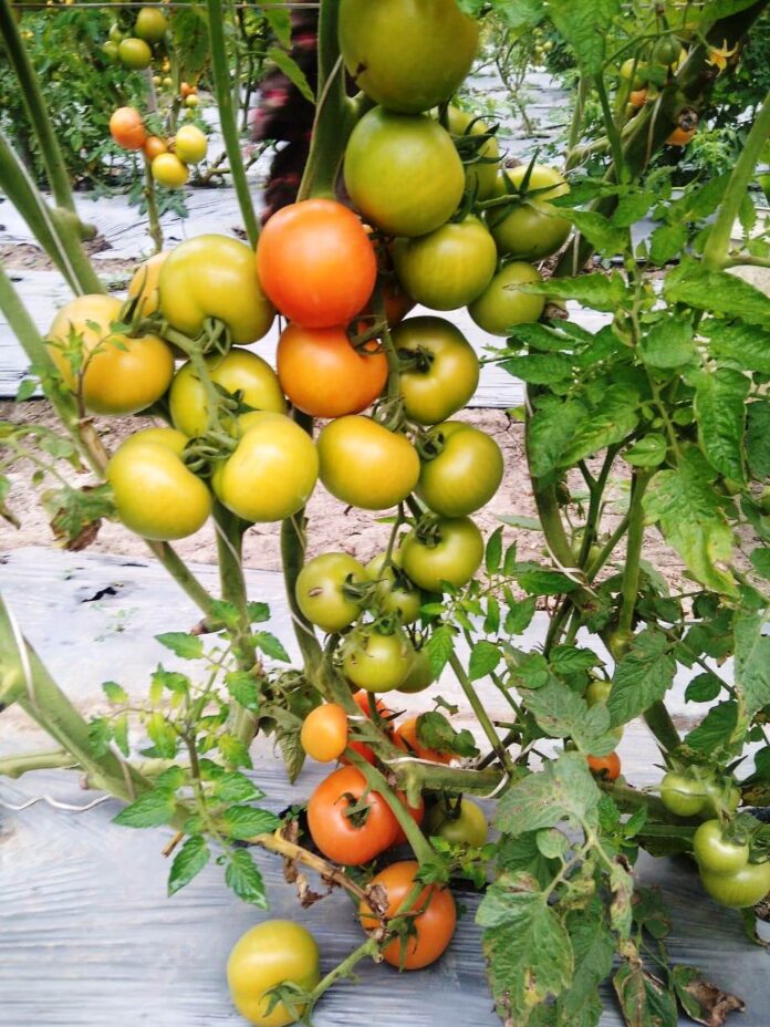 Kurukshetra News : मानसून की सक्रियता बढ़ने से सब्जी की फसलों को नुकसान की संभावना