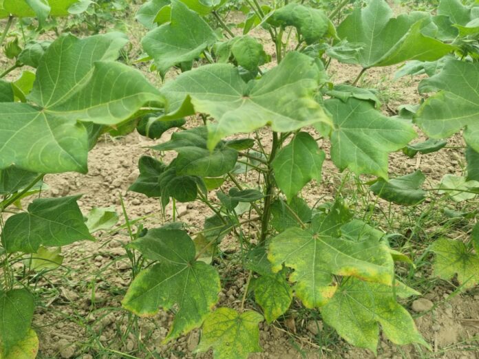 Demand for compensation by conducting special survey of crops destroyed by white grub