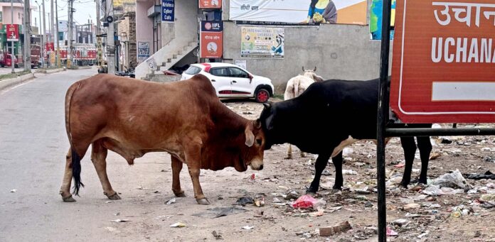 Fear of accident due to stray animals fighting among themselves on the road