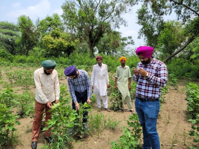 कृषि वि•ााग ने नरमे की फसल की निरंतर निगरानी के लिए 128 टीमें गठित की