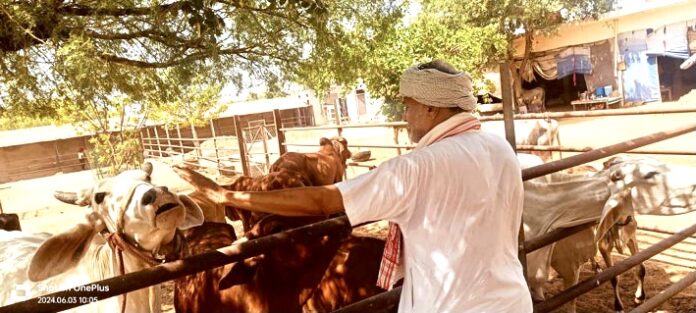 Senior leader of Haryana BJP and former Education Minister Prof. Ram Bilas Sharma performed cow service on his birthday.