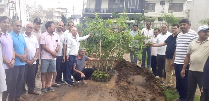 Plantation campaign launched in Hooda sector of Narnaul