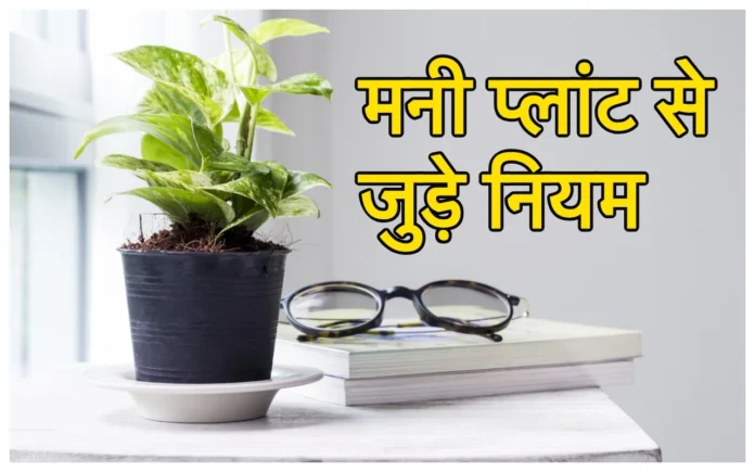 Money Plant :मनी प्‍लांट लगाते वक्‍त आपने भी तो नहीं कर दी ये गलती? बस 5% लोग जानते हैं ये सही तरीका, आप भी जानें