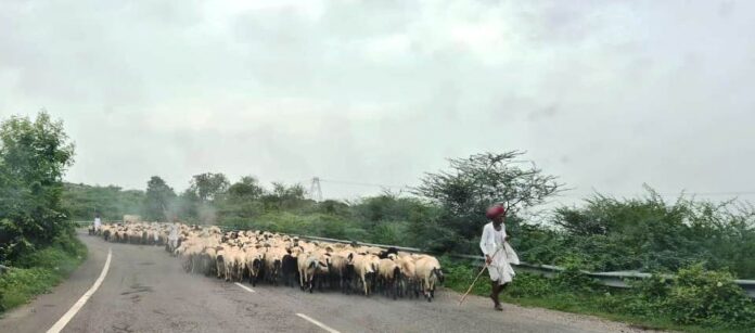 The weather became pleasant due to rain, Aravalli hills became better pasture for animals.