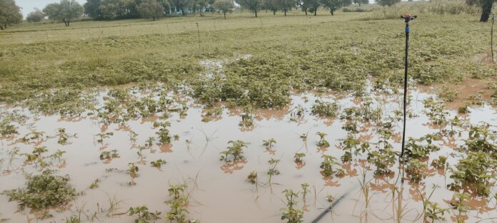 Farmers' cotton crop was destroyed due to waterlogging in Kari Dharani agricultural land