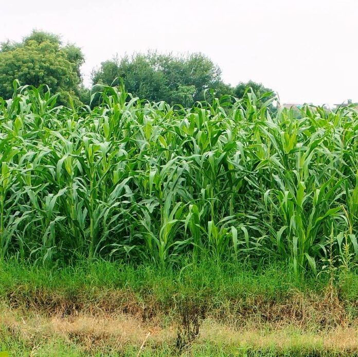 Continuous rains gave relief to farmers