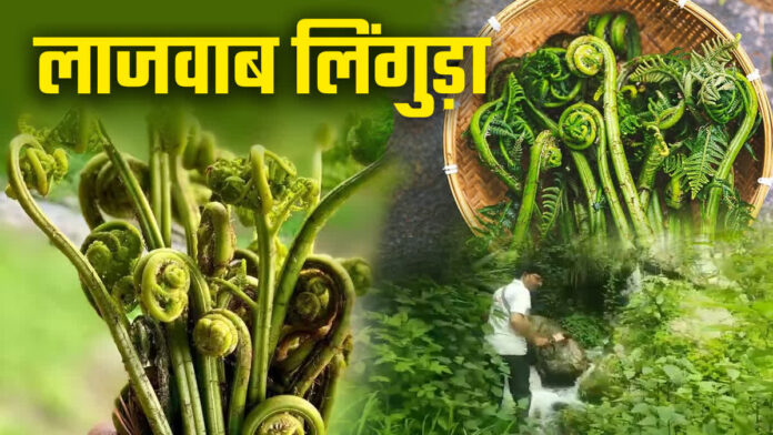 Uttarakhand Linguda Vegetable :उत्तराखंड में मिलती है दुनिया की सबसे पावरफुल सब्जी, गुणों से भरपूर, स्वाद में भी शानदार