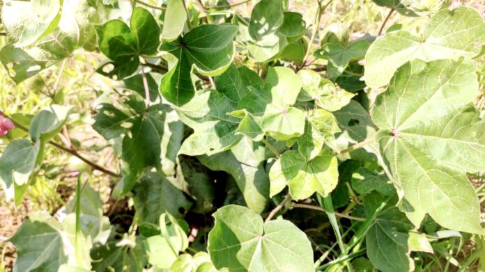 Farmers are worried due to leaf wrapping disease in cotton crop