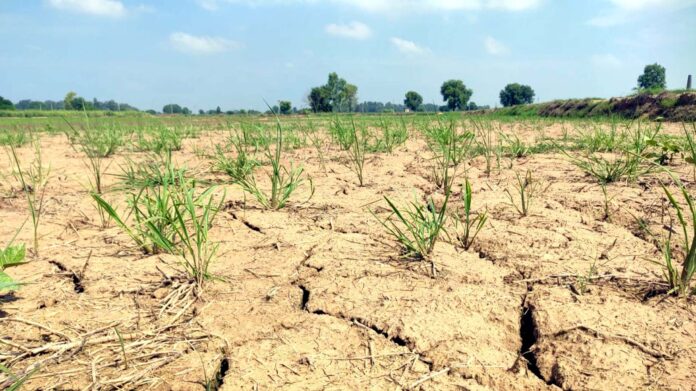 Due to less rain, paddy crop has become a loss deal for farmers