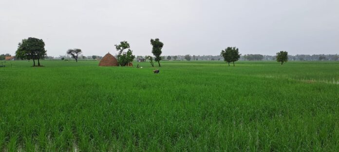 The rain brought smiles on the faces of farmers, the weather became pleasant after the rain that lasted for half an hour