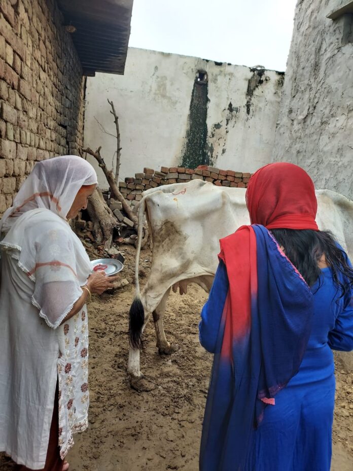 Gauvatsa (cow slaughter) festival was celebrated with great pomp in the district, the deteriorating condition of cow progeny was also discussed.