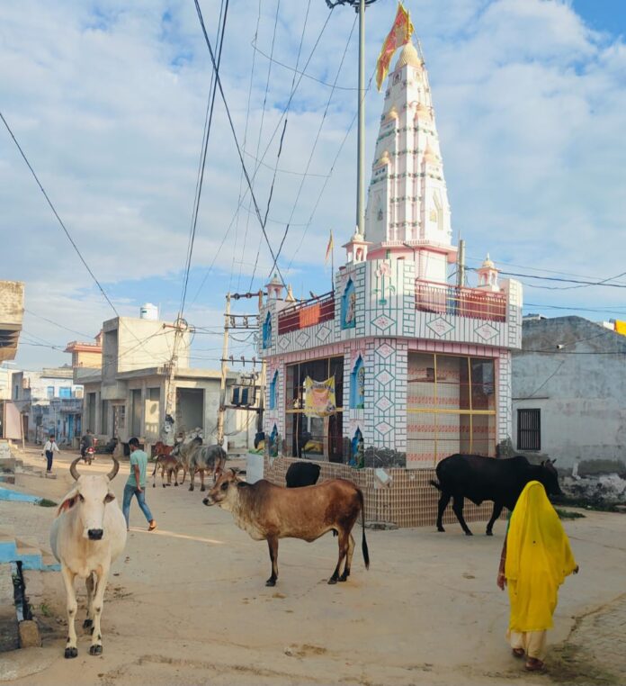 Stray animals are gathering on the roads of Loharu, common people are facing problems