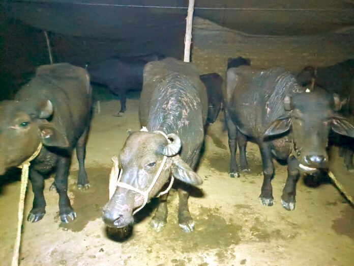 12 cattle fell ill after drinking water laden with chemicals