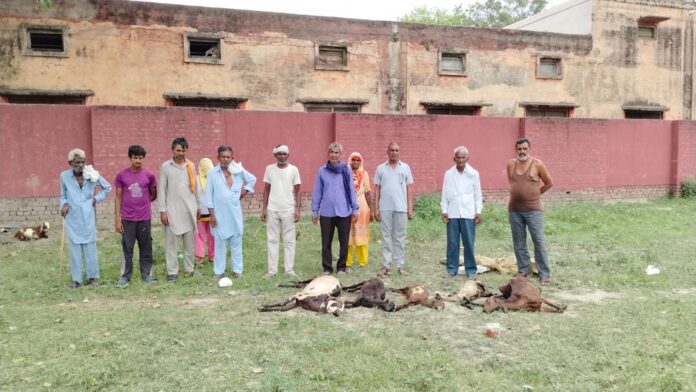 Seven goats found dead under suspicious circumstances, appeal for compensation from the government