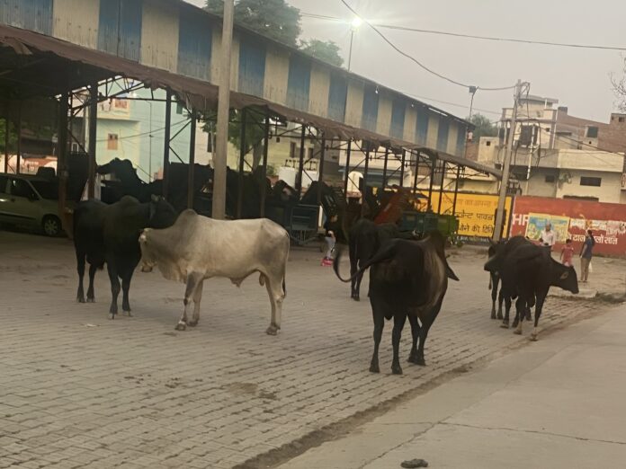 Stray animals are roaming like Yamraj in Jakhal instead of action they are getting blessings