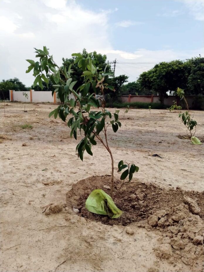 Fruit tree plantation was organized in Chaudhary Ranbir Singh University Nursery