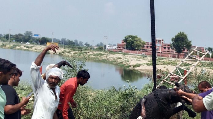 Deep open pits were made for pond beautification, causing trouble for animals