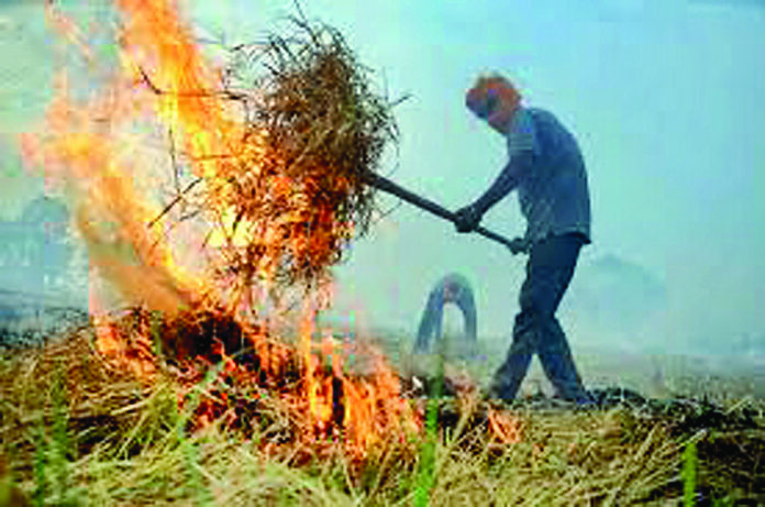 पराली जलाने की घटनाएं रोकने के लिए सरकार का एक्शन प्लान तैयार