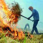 Punjab Stubble Burning : पराली जलाने वाले किसानों पर सरकार की सख्त कार्रवाई