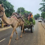 The rising prices of petroleum products reminded farmers of their old friend