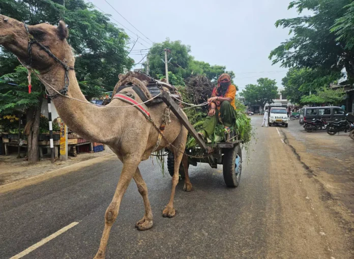 The rising prices of petroleum products reminded farmers of their old friend