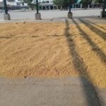 On the first day, a farmer brought his paddy crop to the market