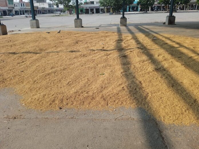 On the first day, a farmer brought his paddy crop to the market