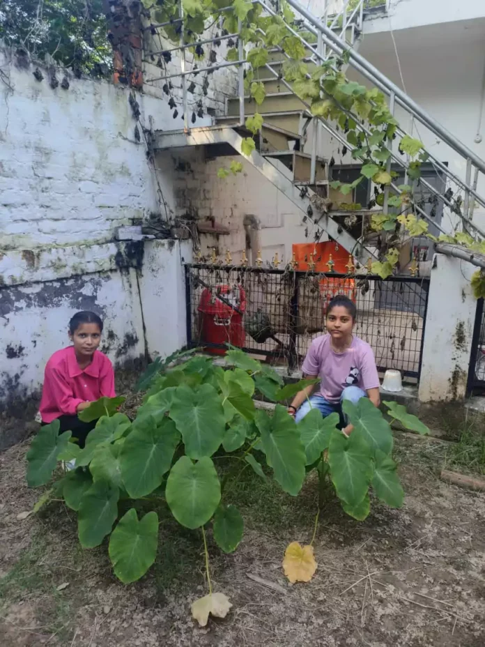 Students created an organic garden, a step towards a healthy future