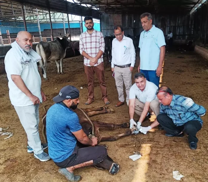 Animal husbandry department doctors treated injured animals in Nandishala