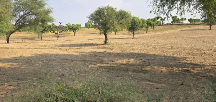 Moisture disappears from the fields, farmers are worried