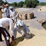 425 lakhs of PR rice reached the farmers' account