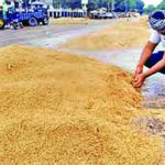 Punjab Paddy Purchase : पंजाब में पहले दिन ही बाधित हुआ धान खरीद कार्य