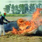 Punjab Stubble Burning : सरकार के प्रयास विफल, किसान जला रहे धान के अवशेष