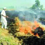 Stubble Burning in Punjab : पंजाब में रिकॉर्ड तोड़ रहे पराली जलाने के मामले