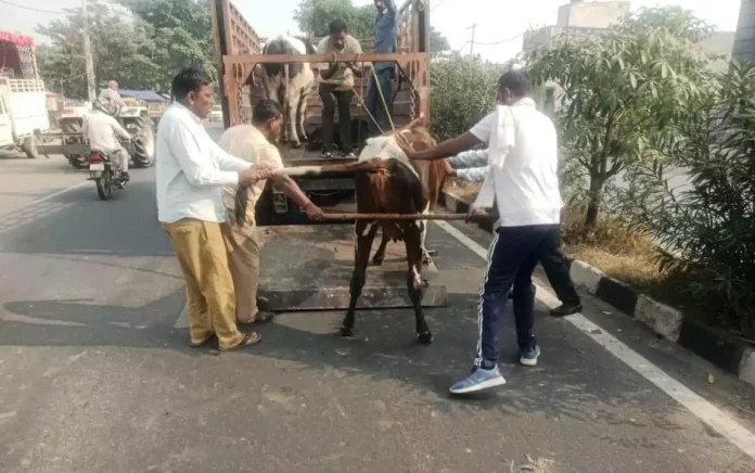 The Municipal Corporation caught nine helpless cattle from Jagadhari and sent them to the Gaushala